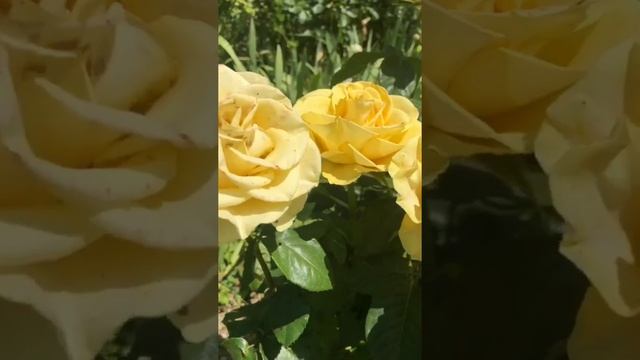 Роза Керио (Kerio rose) смотреть онлайн