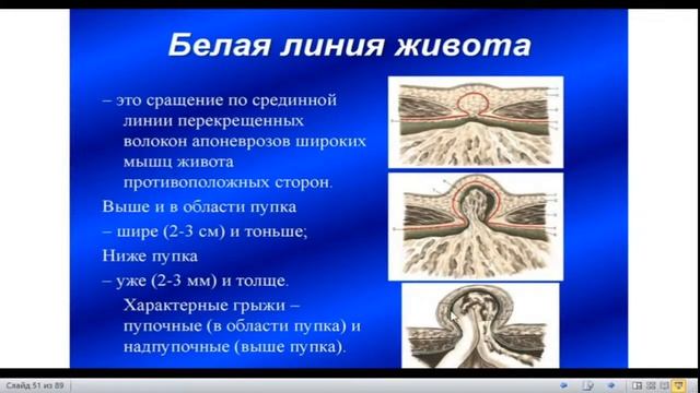 Мыщцы, фасции и топография туловища и конечностей.