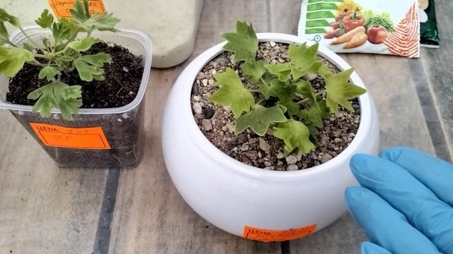 #191.Мои удобрения,схема подкормок пеларгоний,подробности! Грунт для пеларгоний! смотреть онлайн