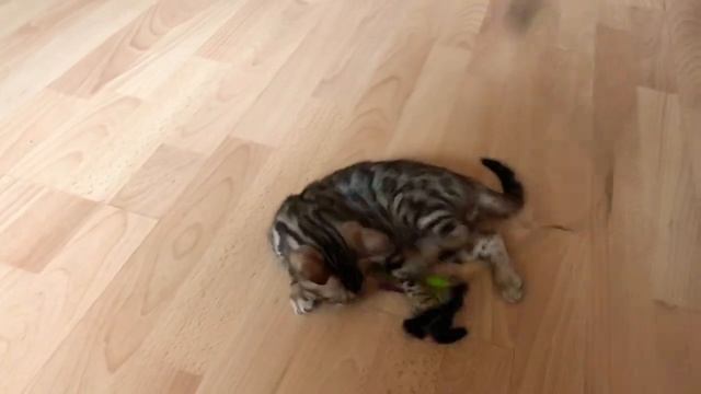 ? Бенгальский котёнок! Первые дни дома. смотреть онлайн