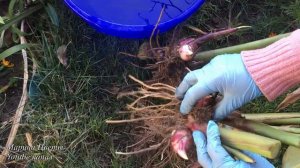 Канны - когда выкапывать , где и как хранить ?