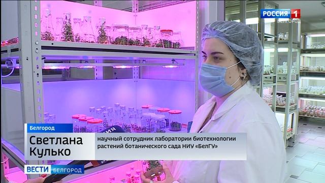 Сиреневая мечта. Как белгородский сирингарий стал крупнейшим в Европе? смотреть онлайн