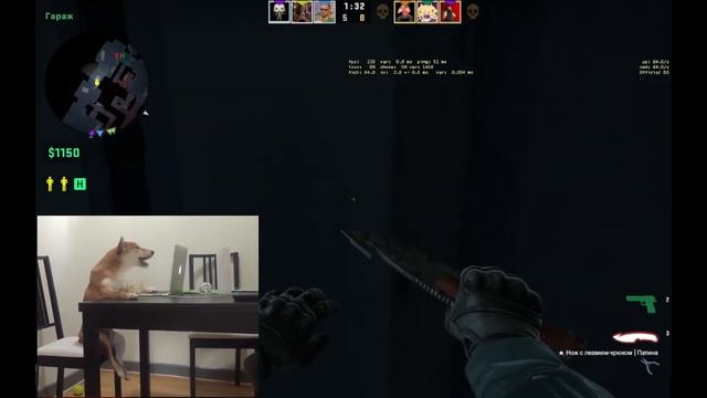 Собака играет в Кс го