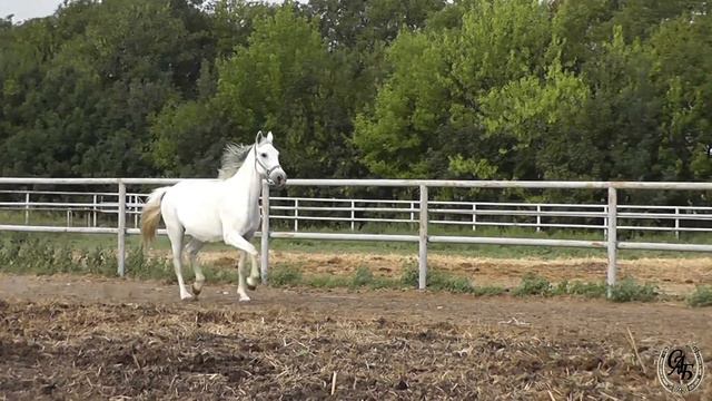 Капелла 2021 08 08 смотреть онлайн