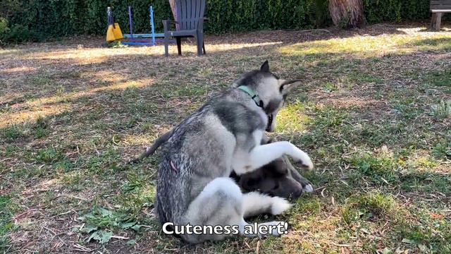 Leonidis and Allie смотреть онлайн
