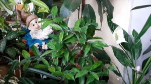 Джунгли в квартире. Драцена Суркулоза Голдсефа.