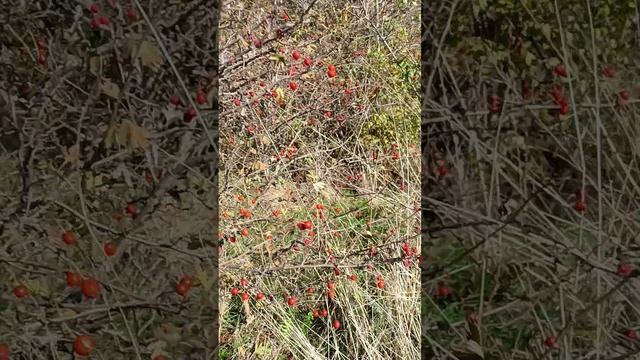 Октябрь,   дары природы