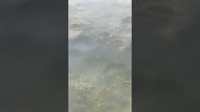 Красивая ловля TANAGO STYLE смотреть онлайн