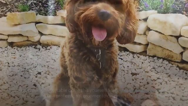 Cockapoo Pros And Cons | Should You REALLY Get A COCKAPOO? смотреть онлайн