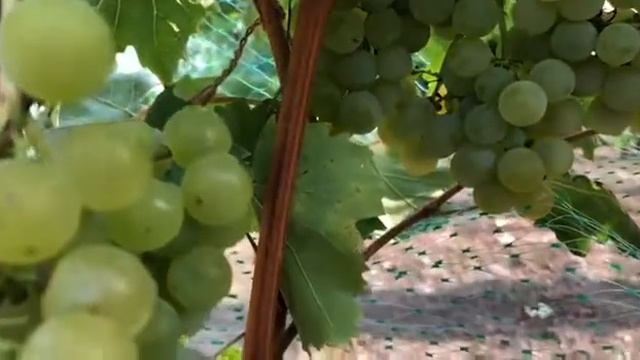 Виноград Цитронный Магарача смотреть онлайн