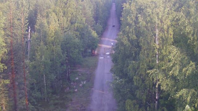 Потапыч недалеко от поселка Пиндуши! Время 1:55 смотреть онлайн