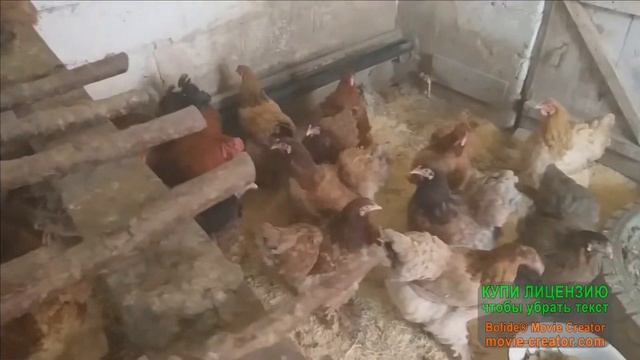 Брама палево голубая курятник смотреть онлайн