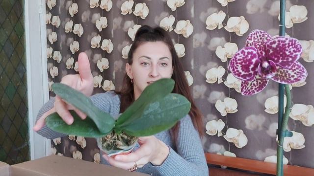 Посылки с сайта ОРХО🌸рай Товар на тестирование, ИНТЕРЕСНО? Смотрите, что будет. смотреть онлайн
