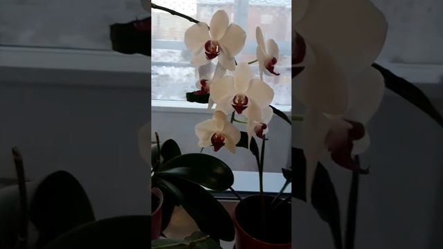 Мои любимые орхидеи. #орхидеи #фалинопсис #мама смотреть онлайн