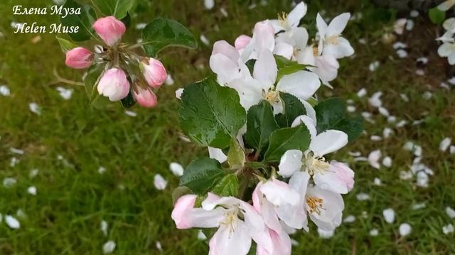 МОНОГАМИЯ БЛИЗНЕЦОВЫХ ПЛАМЁН (ПОЧЕМУ ВАЖНО ХРАНИТЬ ВЕРНОСТЬ СВОЕМУ БП) /Twin Flame Monogamy