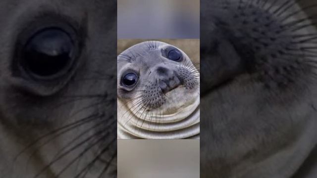 милые морские котики смотреть онлайн