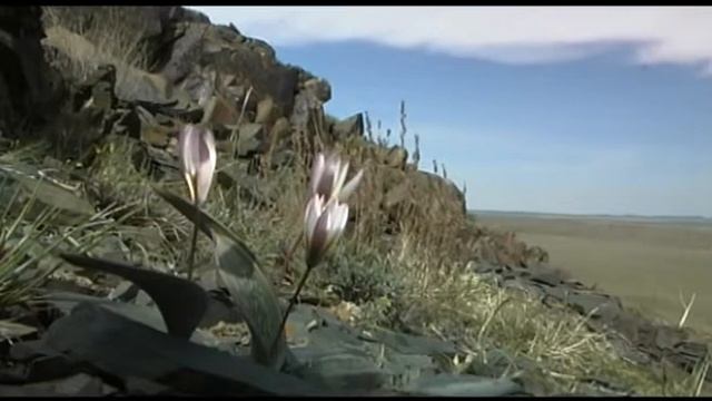 Tulips - Vulnerable Treasure of Kazakhstan смотреть онлайн
