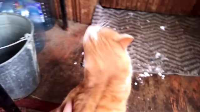 Сторож не умеет мурлыкать, но пытается смотреть онлайн