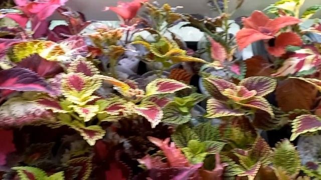 Колеусы. Укорененные черенки колеусов.