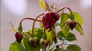 Бутоны на розе не распускаются и засыхают Надо найти и устранить причину