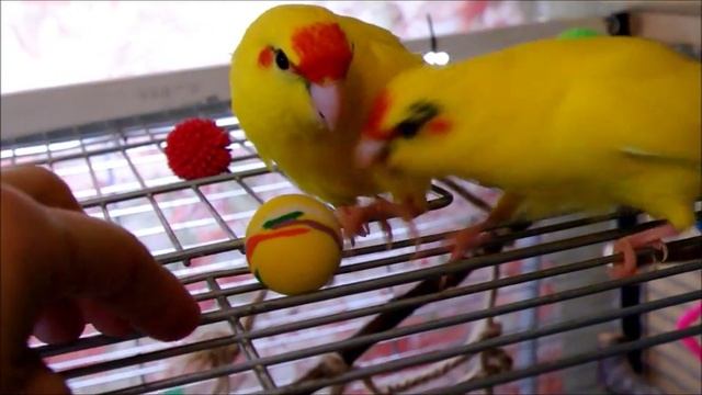 Какарики птенчики смотреть онлайн