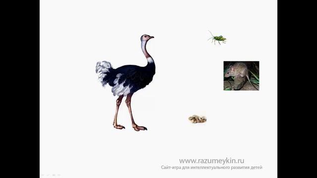 Самая большая птица - Сайт-игра Разумейкин смотреть онлайн