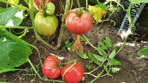 Высокорослый, розовый, сладкий томат „Воловье сердце»