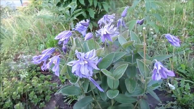 Кустовой клематис Интегрифолия, очень интересный вид