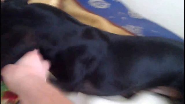 Такса. Приколы с таксами# Dachshund смотреть онлайн