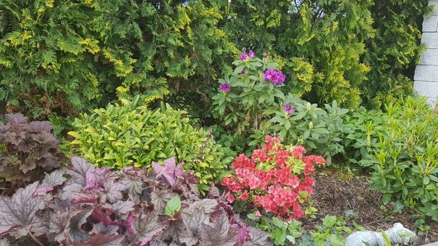 Kwasolubne .... azalie, rododendrony... смотреть онлайн