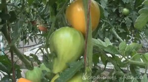 Томат Лискин нос