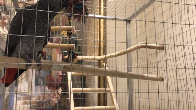 Говорящий попугай жако ✅  ПОПУГАЙ ЖАКО ПРОСИТ СПАТЬ И ПОСТАВИТЬ ЛАЙК :)