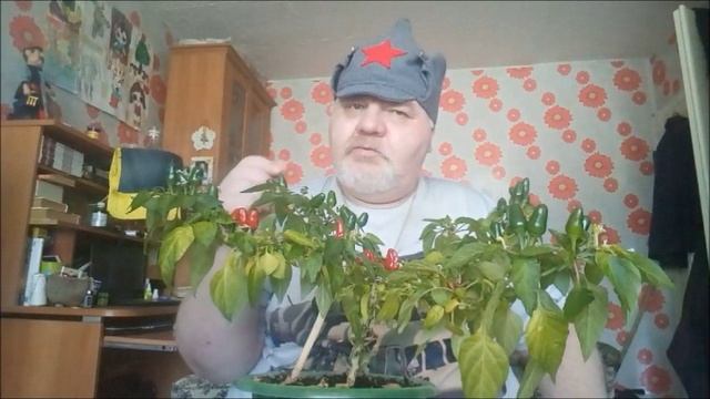 Воин и Красные перчики.