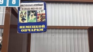 Щенята на Птичьем Рынке в Москве / Можно ли покупать собак на Садоводе?
