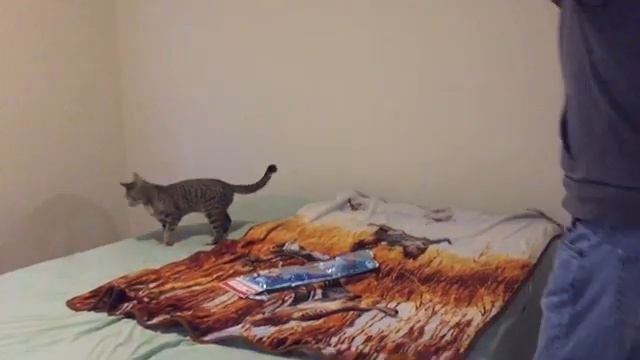1 Boy 2 Kitten смотреть онлайн