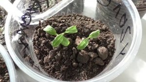 Первые потери у рассады помидоров, упали два ростка.