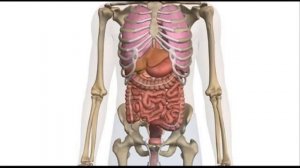 Внутренние органы человека. Анатомия.