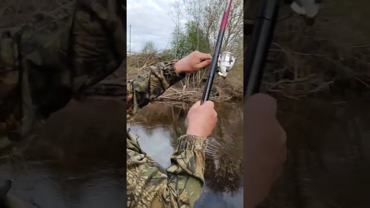 Весенний красавец на поплавок #fish #рыбалка #fishing #лещ #рек смотреть онлайн