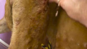 Removing Monster Mango worms From Helpless Dog! Animal Rescue Video 2022 #60