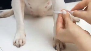 BUY или DIY  Шьем дождевик   комбинезон для собаки за копейки