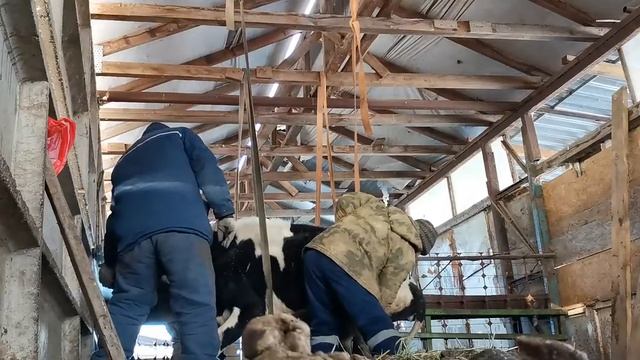 Предродовое залеживание у коровы. смотреть онлайн