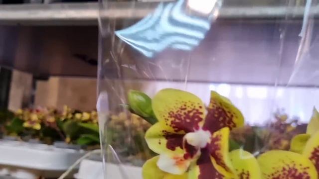 Редчайшие ОРХИДЕИ Orchids Новинки в КОЛЛЕКЦИИ обзор магазина Flowers-yuga.ru
