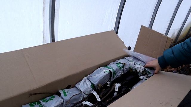 Новая посылка - гортензии по 67 руб, магнолии по 98 руб, годжи по 80 руб. РОЗЫ БОЛЬШЕ НЕ ЗАКАЗЫВАЮ. смотреть онлайн