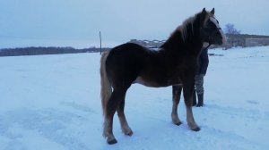 Советский тяжеловоз 1.5г