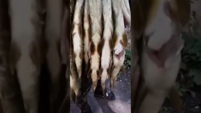 р.Воронеж! Радчино...👍 смотреть онлайн