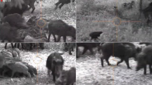 ОХОТА. КАБАНЫ. СЕГОЛЕТКИ. смотреть онлайн