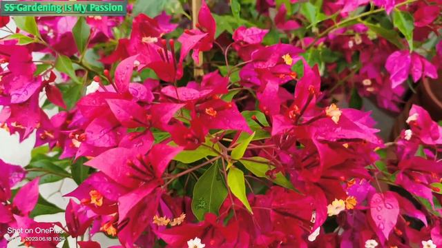 Thima🩷 & Ruby ♥️ #beautiful #Bougainvillea #Full_hd_1080p #@@ss 💐💐 смотреть онлайн