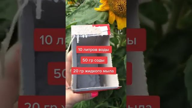 Топ 5 народных средств против мучнистой росы. Делитесь своим опытом. смотреть онлайн