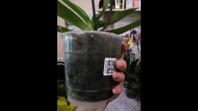 новый привоз Орхидей смотреть онлайн