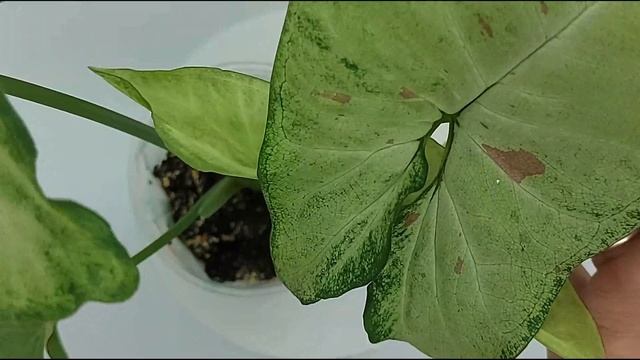 Мои сингониумы. Обзор. (часть 3) смотреть онлайн